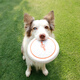 GiGwi dog toys special small flying disc bite-resistant side animal outdoor flying disc dog toys small and medium-sized dog pet toys