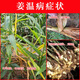 Special pesticide for ginger disease, ginger fungicide, ginger fungicide to prevent and control ginger blast, root rot, soft rot, 500ml/20 bottles