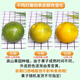 甜萌果蔬正宗广西皇帝柑橘子贡柑贡橘新鲜水果当季现摘水果礼盒中秋送礼 5斤精选装【单果约60mm+】净重4.5斤