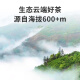 顶青湖 特级鸭屎香凤凰单枞茶 潮州乌岽单丛头春高山乌龙茶50克