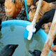 Nuevo bebedero automático para pollos, patos, gansos y aves de corral de Xushansi, alimentador de agua, tanque de agua potable para patos, equipos y suministros para la cría de ganado vacuno y ovino, entrada de agua lateral de 4 minutos (20 mm) de tercera generación