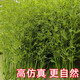 Hua e flow simulated bamboo outdoor decoration fake bamboo simulated plant landscaping bionic bamboo outdoor green plants 1.6 meters high 100 roots