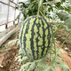 Zhongke Maohua melon and fruit seeds Jinmei 4K watermelon seeds with flower skin, red flesh, oval skin, thin toughness, storage and transportation resistance, easy to make fruit Jinmei 4K-50 capsules