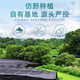 
Hongshou Breaking Wall Ganoderma lucidum spore powder enhances immunity Linzhi non-ganoderma lucidum spore powder capsule [monthly set] 60g*1 box + gift bag + 1 pack of trial package for free trial