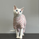 Weiji's new hairless cat clothes for spring and autumn Sphynx German curly cats and kittens pure cotton belly protection four-legged clothing four-legged striped thin section M-medium [recommended within 5-7Jin [Jin equals 0.5kg]]