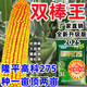 New species Longping 275 high-yielding corn seeds, double stick twin king, drought and waterlogging tolerance, lodging resistance and rust resistance New species Longping 275 Big Mac twins, about 4239 grains, 1 bag, original national approval