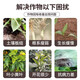 Huaneng Explosive Root Vegetable and Fruit Tree Fertilization Powerful Rooting and Seedling Water-soluble Fertilizer Barrel Explosive Root Root Multi-rooting Agent Explosive Root 999 20kg*1 barrel