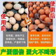 Hen wake-up medicine, poultry no longer nests, chickens lay eggs, egg Duoduo, general feed additive for ducks and goose eggs, 1 bottle 200g