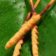 
Beijing Tongrentang Cordyceps sinensis Cordyceps sinensis 2-6 roots/gram Cordyceps dried goods soaked in wine Cordyceps sinensis 4 roots/1g 100g pack