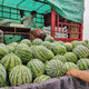 Dayu Meidu watermelon seeds are suitable for southern Kirin melon seedlings early maturing potted plants 8424 super sweet crunchy 8424 watermelon seeds 40 pieces