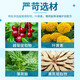 Tongrentang Bilberry Lutein Eye Protection Patch 24 Cold Compress Eye Masks Eye Fatigue Dry Eyes Ice Compress Eye Patch