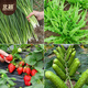 Beishu various vegetable seeds lettuce spinach coriander chives celery balcony four seasons rapeseed 12 kinds of vegetable seeds