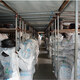 Dreiecksgürtel Z/A Typ B Typ C Typ 1422/1445/1448/1450/1473/1480/149 Sanlix Triangle Belt Z Typ 1422LI