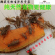 [Quick Delivery] White crickets live feed lizard gecko spider arowana fish bird food needle cricket oil gourd 1-2 cm 200 white crickets