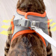 Youfan Meng Dog Rope Cat Leash Harness Collar Small and Medium-sized Dog Walking Anti-Escape Orange Gray Color Matching S Code
