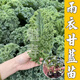 Vegetable seedlings suitable for planting in autumn, easy-to-live leeks for all seasons, cold-resistant baby cabbage, blue kale, pepper seedlings for autumn sowing, 10 kale seedlings + fertilizer