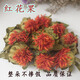 Kang Yuzun Red Flores y frutas Nuevos azafrán secos Empapado de la hierba Roja Regiones Western Western Tibet Tíbet [Flores de azafrán/250g]