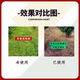 Zhaorufeng Sucaofeng high-content resistant cowgrass Xiaofeipeng orchard garden ridge auxiliary organic fertilizer 1000g 2 bottles