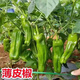 Authentic Zhangshugang pepper seedlings with soil seedlings local nearby various vegetable seedlings Hong Kong pepper devil pepper screw pepper Zhangshugang 1 tree shipped with soil
