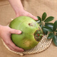 Ganguo has an appointment with Hainan coconut, green coconut, fresh coconut with skin, green coconut, tender coconut, amniotic fluid replenishing fruit for pregnant women, 6 tender coconuts with skin - recommended for pregnant women