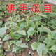 Chayote seedlings, seedlings with roots, seeds, larvae seedlings, melon seedlings, handrail melon planting seedlings, 3 chayote seedlings