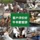 Baiyun Mugang Cattle and Sheep Licking Bricks Salt Bricks for Cattle and Sheep Nutritional Trace Elements Reinforced Mineral Feed Additives Pica and Stomach Stomach Stomach Licking Bricks (a total of 40Jin Jin is equal to 0.5kg)