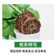Shuangmeng Green Radish Potted Plants Formaldehyde Removal Flowers and Green Plants Office New House Air Purification 180 Styles Fu Character 4 Pots Straight from the Source