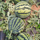 Shouhe Meidu Watermelon Seed Seedlings Improved Kirin Melon Fruit Seeds Weiyu Meidu Watermelon Seeds 50 + 25