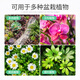 Greenpan volcanic stone particles for flower cultivation, large-grain paving, multi-cinnamon flowers for turtle fish tank bottom sand filtering, 5-8mm large blocks