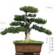 Qiliuwan high-end podocarpus bonsai pearl red buds sparrow tongue rice leaves podocarpus large potted garden in living room 1391 potted