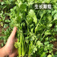 Fengming Yashi four-season coriander seeds, large and small leaf vegetable seeds, new and old varieties of coriander seeds, four-season coriander seeds 10g
