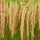 Upland rice seeds, rice seeds, fragrant rice seeds, pearl rice seeds, rice seeds can be saved, Hannuo (glutinous rice), Linhan No. 1 seed, Jin Jin is equal to 0.5 kilograms