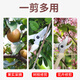 剪树枝专用剪刀园林园艺修枝剪不锈钢修剪树枝果树剪刀家用花艺剪 SK501白修枝剪14116不锈钢橙摘果