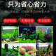Crazy aquatic plants (FKSC) fish tank aquatic plants, real aquatic plants, purify the bottom aquatic plants, banyan crown grass, lying on the ground, short pearls directly into the tank, small pagoda, small tuo