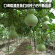 Fengming Yashi Xiaoya gourd seeds treasure gourd climbing vines ornamental vegetables melon and fruit seeds gold-inch small gourd seeds 20 capsules