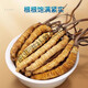 Peking Tongrentang Authentische Cordyceps 10 Geschenkboxen im Jahr 2024 Erster tibetaner Cordyceps Cordyceps Sinensis 0,5 Gramm Cordyceps König 20 [10 Gramm insgesamt] Geschenk in Dosen eingeschlägt