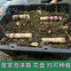 Guangxi authentic black sugarcane seedlings seedlings sugarcane seeds wholesale potted plants can be planted crispy and sweet, can be planted in the north and south, 10 black sugarcane roots with 3-6 spores, Guangxi sugarcane seedling heads