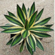 Serie de nieve familiar de Agave, brocado de corona auspicioso cinco colores y otras plantas suculentas Garden Plants Maikele Long lei 10cm