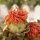 Kang Yuzun Red Flores y frutas Nuevos azafrán secos Empapado de la hierba Roja Regiones Western Western Tibet Tíbet [Flores de azafrán/250g]
