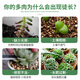 Devodoro succulent plant chlormequat nutrient solution 500ml gardening potted flower fertilizer fruit tree flower growth regulator