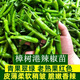 Authentic Zhangshugang pepper seedlings with soil seedlings local nearby various vegetable seedlings Hong Kong pepper devil pepper screw pepper Zhangshugang 1 tree shipped with soil