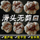 Sanqitou Authentische Yunnan Wenshan 20 Spring Sanqitou Ganze chinesische Heilmaterialien Trockenwaren, Spezialgrad Wild Field 7 neue Produkte 20 Sanqitou 250 Gramm