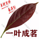 Meine Familie Yutang Duosui Shi Ke Ke Sweet Tea Holz Ingwer Blatt Ke süßer Tee Chongqing Liangping Spezialtee Fragmente 250 g Nichtgrüne Geld Willow Thorn Tee 4 Taschen 1000g