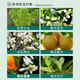 Guoguang 3% gibberellin 920 citrus grape fruit germination and fruit preservation to improve fruit setting gibberellic acid plant growth regulator 50ml*20 bottles