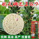 New Aerospace Shenzhi King White Sesame Seed Resistant to Repeated Cropping, High Oil and High Yield Sesame Seed, Dwarf Stem Capsule, Eight-Length Field, One Acre, 500g Barrel, High Oil White Sesame