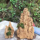 Water-absorbing stone bonsai rockery natural water-absorbing stone water-absorbing stone bonsai rockery bonsai strange stone original stone micro landscape construction height 20 cm does not include the pot with stones and moss