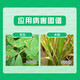 Xinxing 80% Zinc blue powder lettuce succulent vegetable plant flower leaf spot anthracnose pesticide fungicide 100g