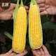 北蔬 超甜水果玉米种子种苗四季蔬菜籽 苏科甜1506玉米种子50g约350粒