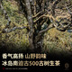 新益号茶叶普洱茶生茶 古500冰岛南迫春茶古树茶生普洱散茶礼盒装500g