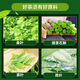 修正辅助调节血糖津玉袋泡茶配青钱柳玉米须降桑叶苦瓜片干血糖高茶 3盒 2g*20袋
